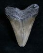 Bargain Megalodon Tooth - Peace River, FL #6081-1